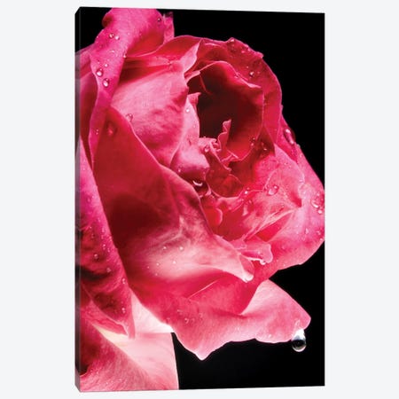 Red Rose Flower Canvas Print #GLM346} by Glauco Meneghelli Art Print