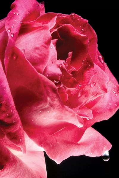 Glauco Meneghelli: Red Rose Flower by Glauco Meneghelli