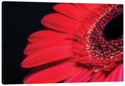 Red Gerbera Flower Canvas Art Print - Daisy Art