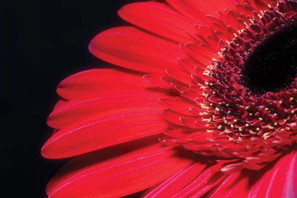 Daisies: Red Gerbera Flower by Glauco Meneghelli