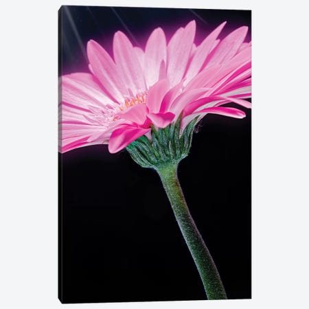 Ray Of Light Pink Gerber Daisy Canvas Print #GLM349} by Glauco Meneghelli Canvas Artwork