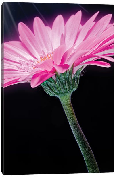 Ray Of Light Pink Gerber Daisy Canvas Art Print - Glauco Meneghelli
