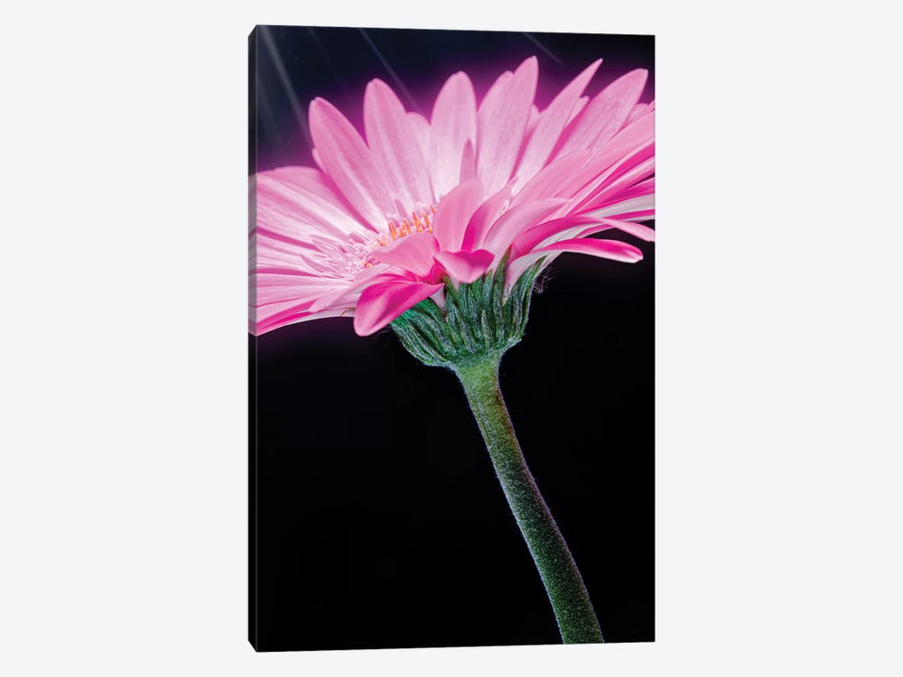 Ray Of Light Pink Gerber Daisy by Glauco Meneghelli 1-piece Canvas Art