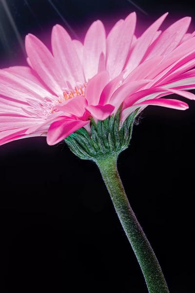 Glauco Meneghelli: Ray Of Light Pink Gerber Daisy by Glauco Meneghelli