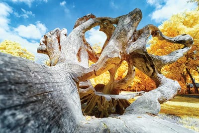 Dried Oak - Sao Paulo, Brazil by Glauco Meneghelli art print