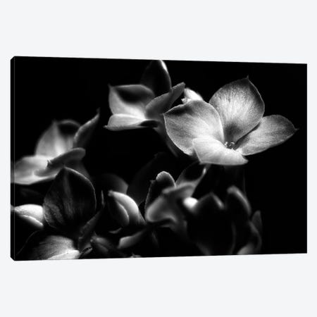 Black And White Orchid Canvas Print #GLM351} by Glauco Meneghelli Canvas Art Print
