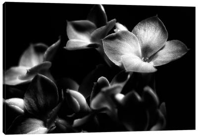 Black And White Orchid Canvas Art Print - Orchid Art