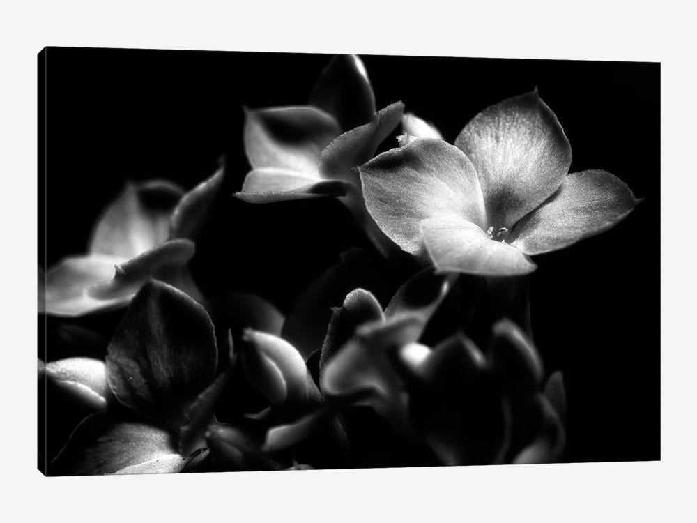 Black And White Orchid by Glauco Meneghelli 1-piece Canvas Print