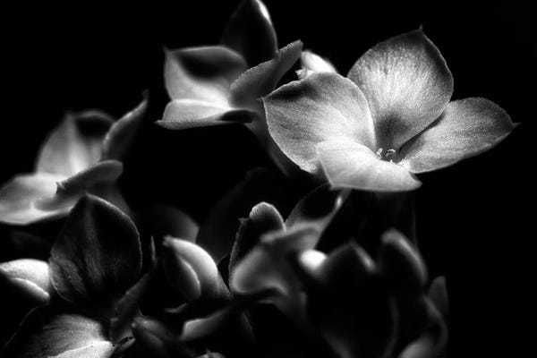 Orchids: Black And White Orchid by Glauco Meneghelli