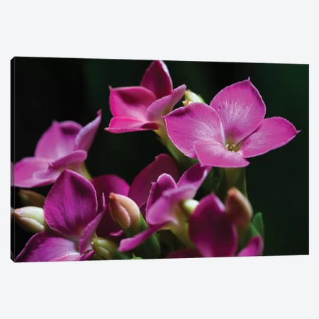 Pink Orchid On Black Canvas Print #GLM352} by Glauco Meneghelli Art Print
