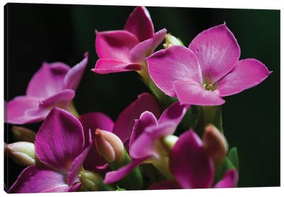Pink Orchid On Black Canvas Art Print - Glauco Meneghelli