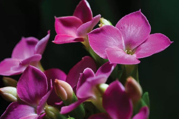 Glauco Meneghelli: Pink Orchid On Black by Glauco Meneghelli