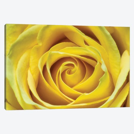 Yellow Rose Canvas Print #GLM353} by Glauco Meneghelli Canvas Art Print