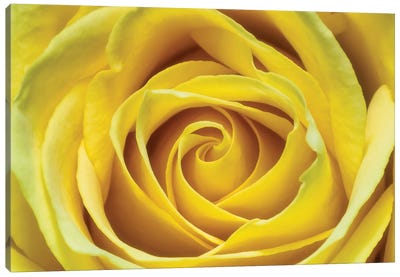 Yellow Rose Canvas Art Print - Glauco Meneghelli