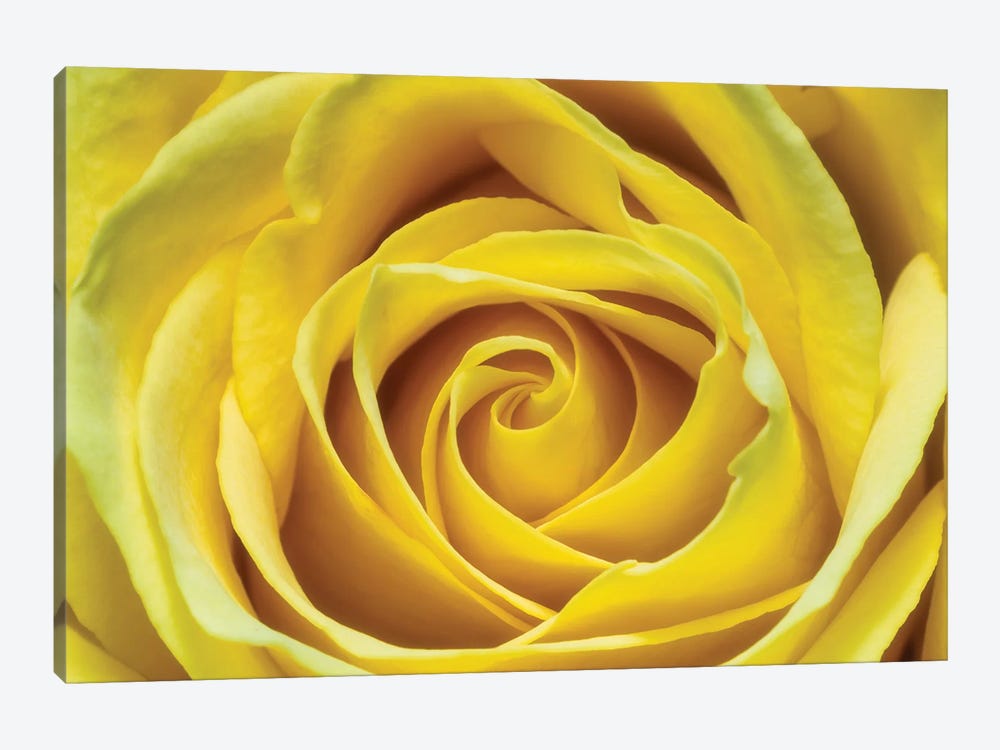 Yellow Rose by Glauco Meneghelli 1-piece Canvas Print