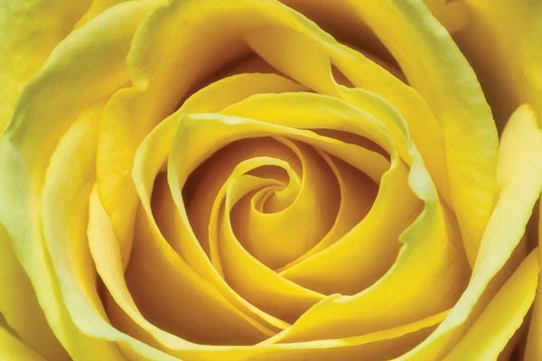 Glauco Meneghelli: Yellow Rose by Glauco Meneghelli