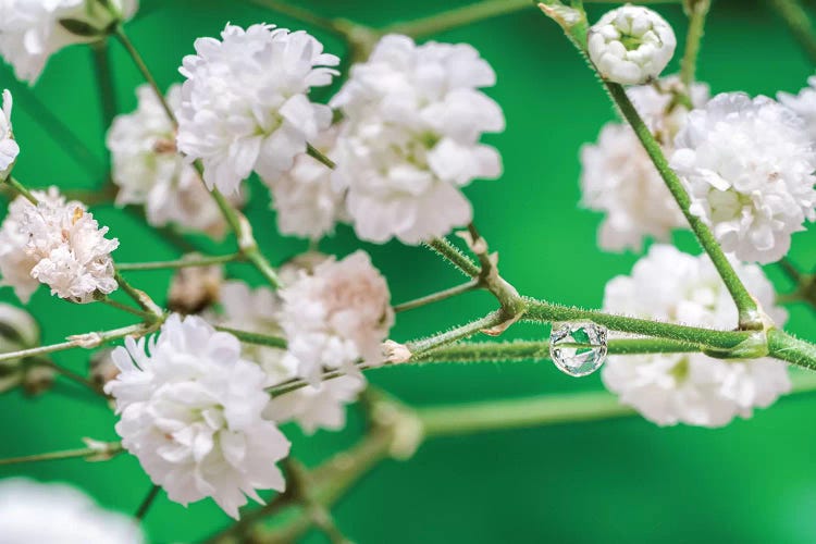 Cherry Tree Blossom