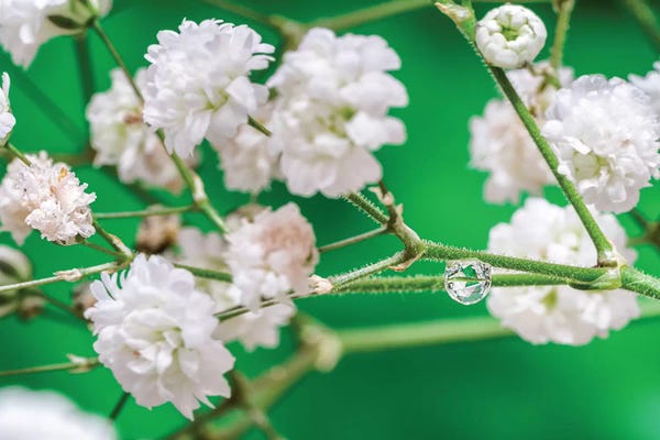 Cherry Trees: Cherry Tree Blossom by Glauco Meneghelli