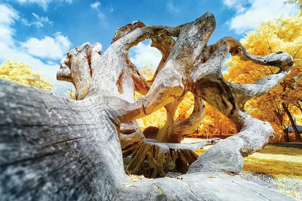 Brazil: Dried Oak - Sao Paulo, Brazil by Glauco Meneghelli