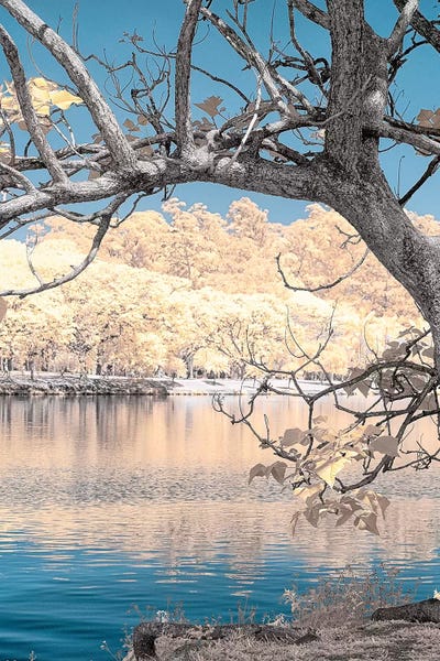 Dried Tree - Sao Paulo, Brazil by Glauco Meneghelli art print