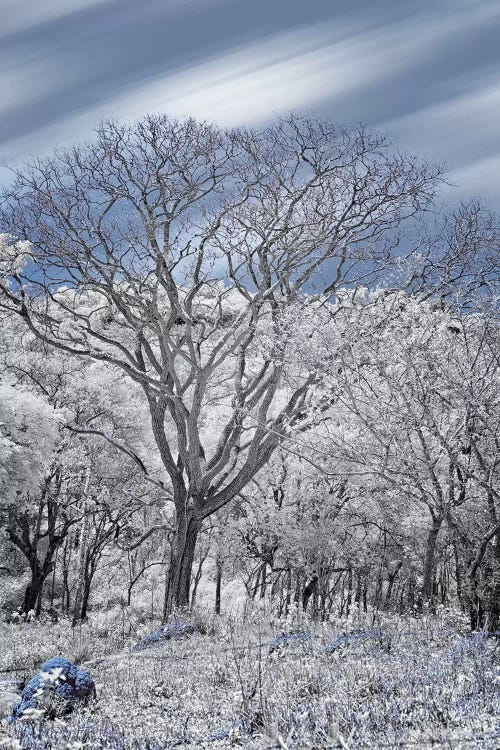 Dried Tree II  - Sao Paulo, Brazil by Glauco Meneghelli wall art