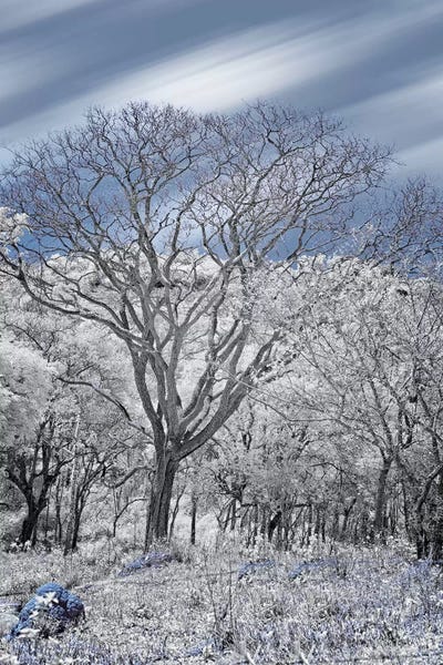 Glauco Meneghelli: Dried Tree II  - Sao Paulo, Brazil by Glauco Meneghelli