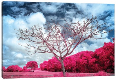 Dry Tree Magenta - Sao Paulo, Brazil Canvas Art Print - Sao Paulo