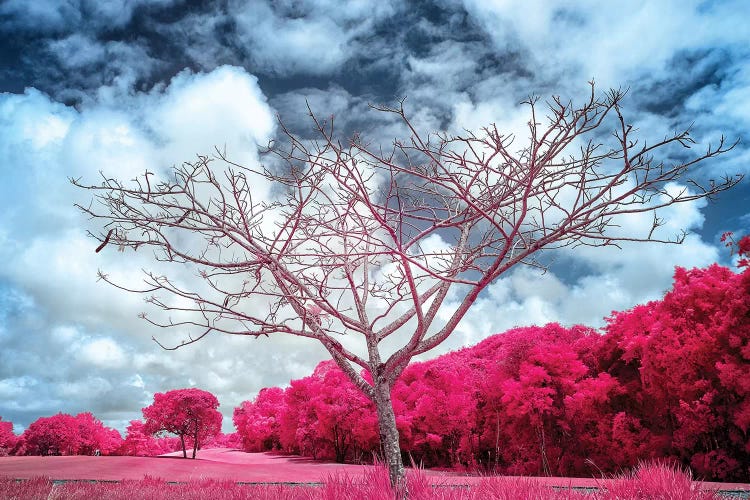 Dry Tree Magenta - Sao Paulo, Brazil by Glauco Meneghelli wall art