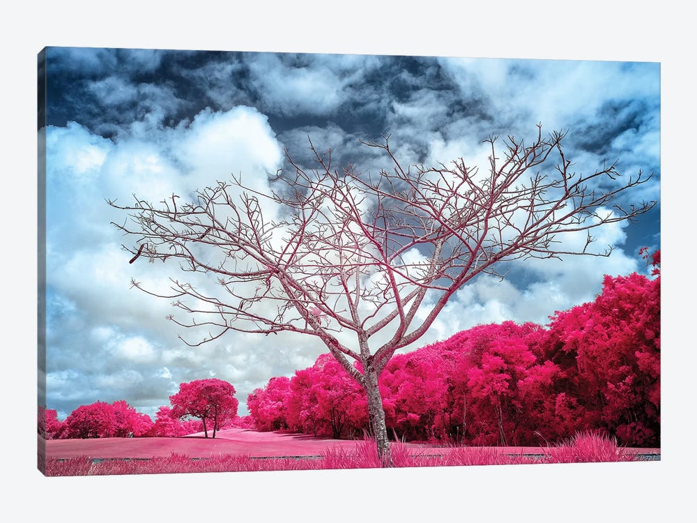Dry Tree Magenta - Sao Paulo, Brazil by Glauco Meneghelli 1-piece Canvas Print