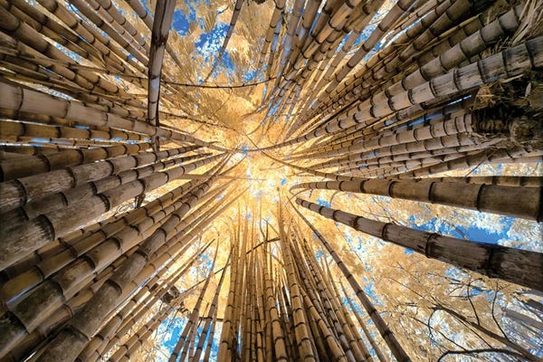 Glauco Meneghelli: Bamboo by Glauco Meneghelli