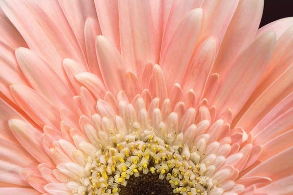 Glauco Meneghelli: Flower I by Glauco Meneghelli