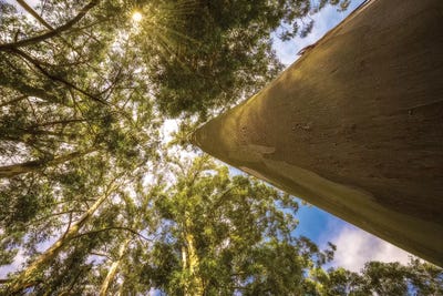 Landscape4 by Glauco Meneghelli framed wall art