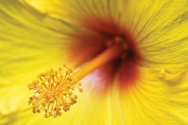 Glauco Meneghelli: Flower II by Glauco Meneghelli