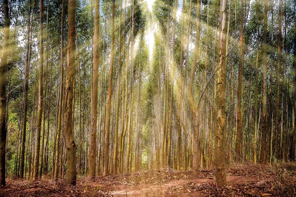 Glauco Meneghelli: Landscape17 by Glauco Meneghelli