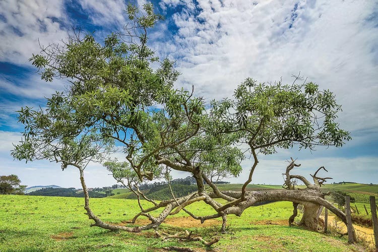 Landscape20 by Glauco Meneghelli wall art