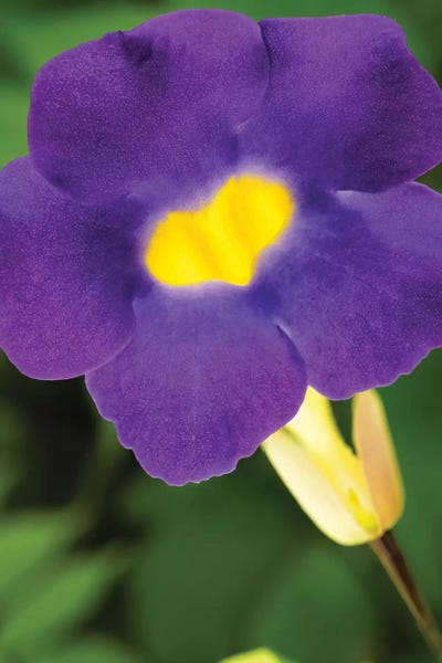 Glauco Meneghelli: Flower II by Glauco Meneghelli