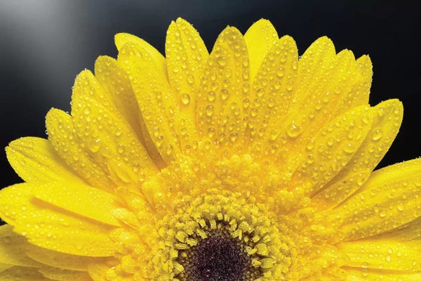 Glauco Meneghelli: Flower IV by Glauco Meneghelli