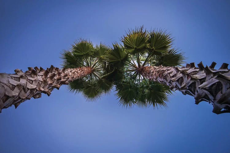 Pine Cones On The Tree