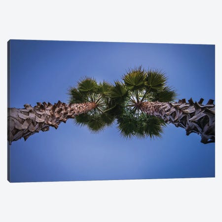 Pine Cones On The Tree Canvas Print #GLM462} by Glauco Meneghelli Art Print