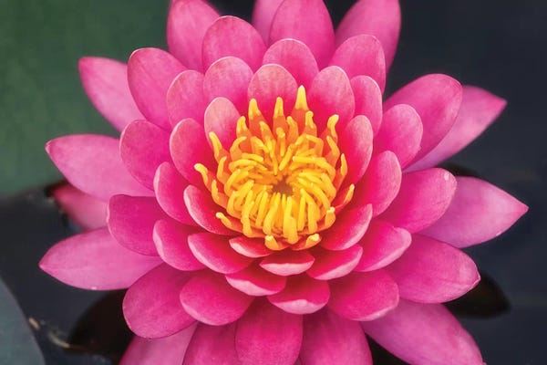 Glauco Meneghelli: Flower V by Glauco Meneghelli