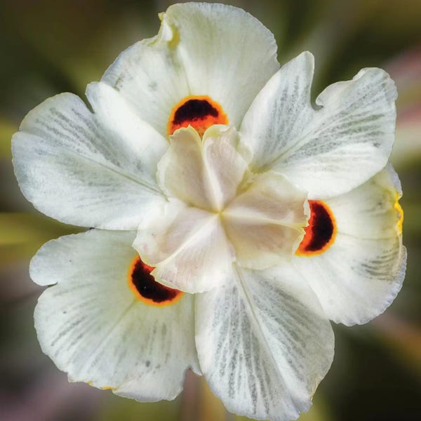 Glauco Meneghelli: Flower VI by Glauco Meneghelli