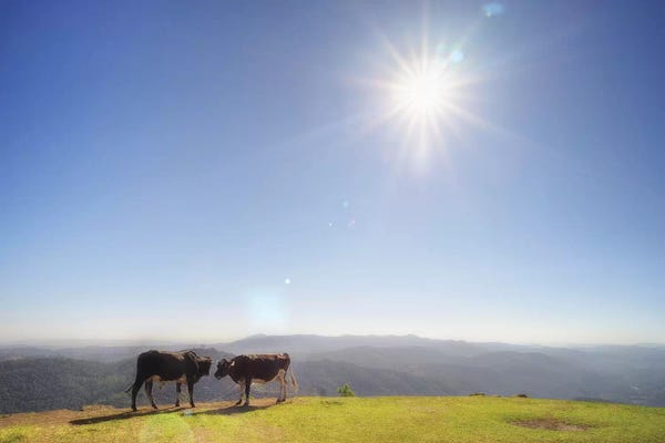 Glauco Meneghelli: Cow I by Glauco Meneghelli