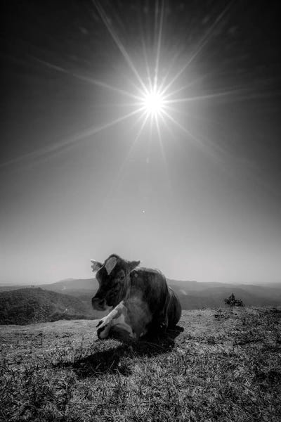 Glauco Meneghelli: Cow II by Glauco Meneghelli