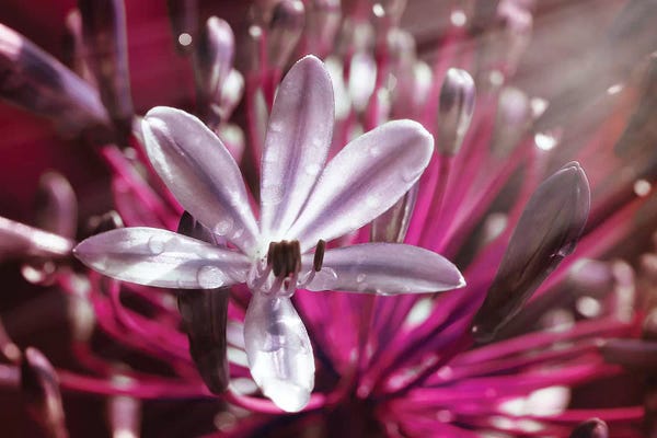 Glauco Meneghelli: Flower VII by Glauco Meneghelli