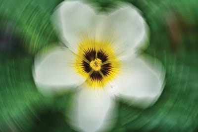 Flower VIII by Glauco Meneghelli canvas print