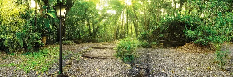Tropical Forest I by Glauco Meneghelli wall art