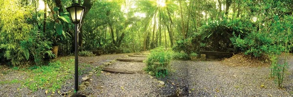 Glauco Meneghelli: Tropical Forest I by Glauco Meneghelli