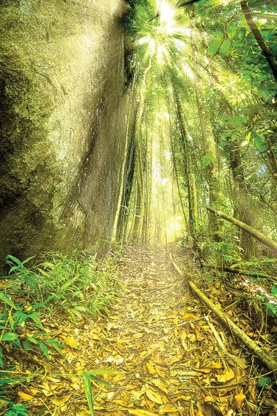 Glauco Meneghelli: Tropical Forest II by Glauco Meneghelli