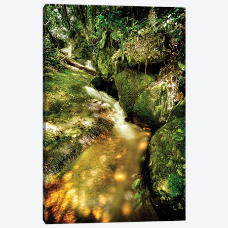 Tropical Forest III Canvas Print #GLM492} by Glauco Meneghelli Canvas Wall Art
