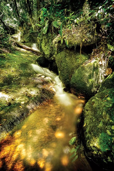 Glauco Meneghelli: Tropical Forest III by Glauco Meneghelli